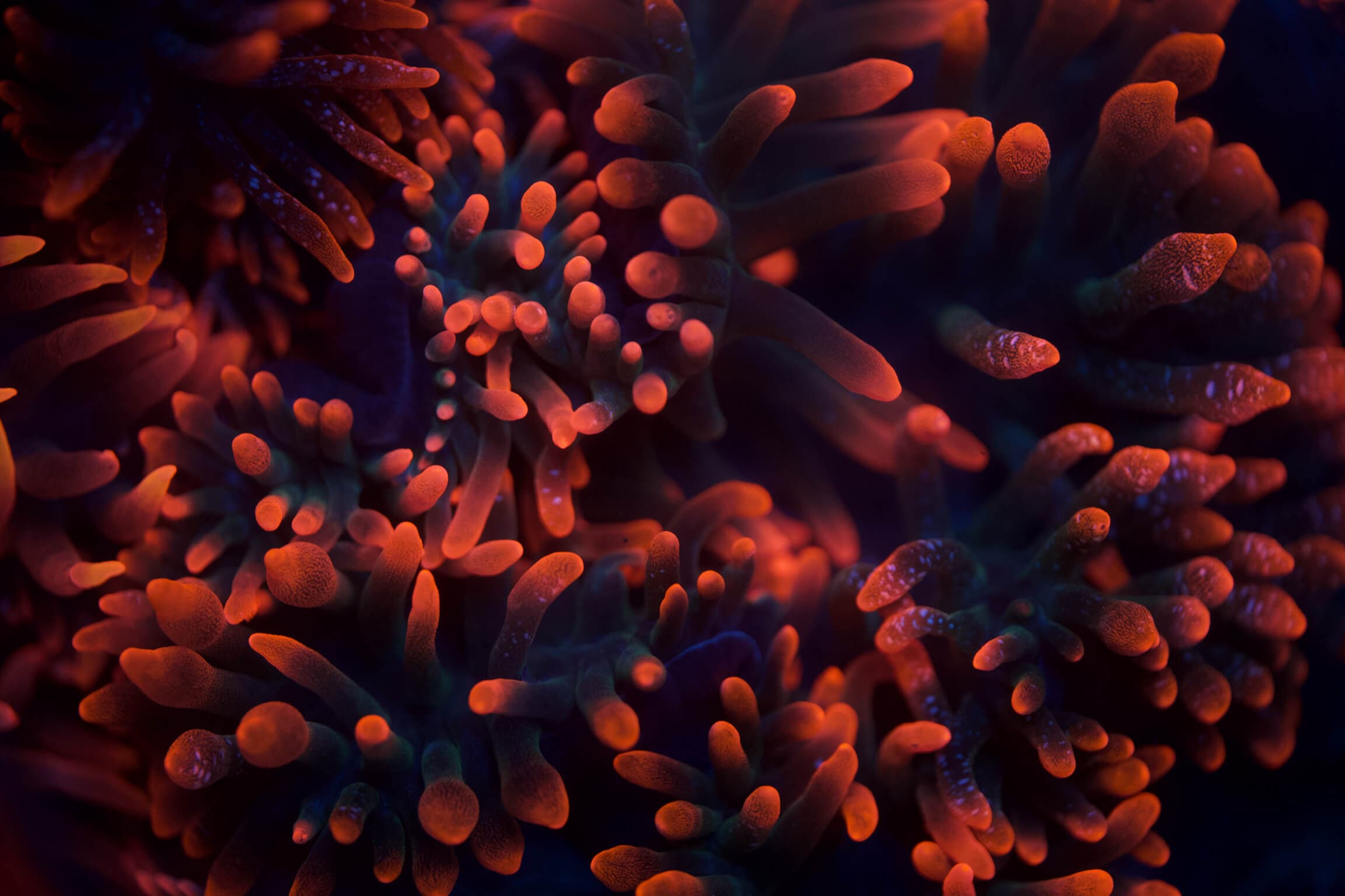 Ocean coral reef